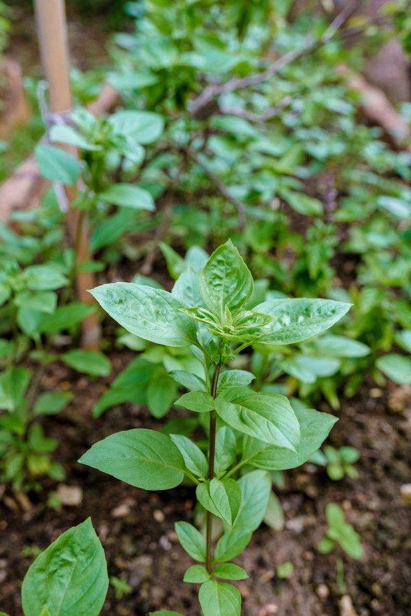 Exploring the Green Advantages of Car Clubs in Urban Areas of the UK
